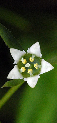 Thesium humifusum flower