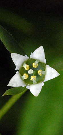 British Wild Plant Thesium Humifusum Bastard Toadflax