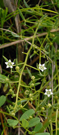 British Wild Plant Thesium Humifusum Bastard Toadflax British Wild Plant Thesium Humifusum Bastard Toadflax