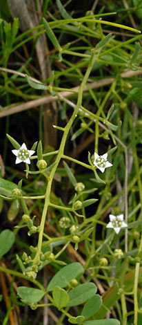 British Wild Plant Thesium Humifusum Bastard Toadflax