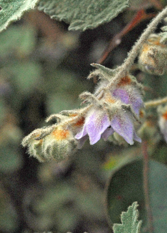 Thomasia macrocarpa close