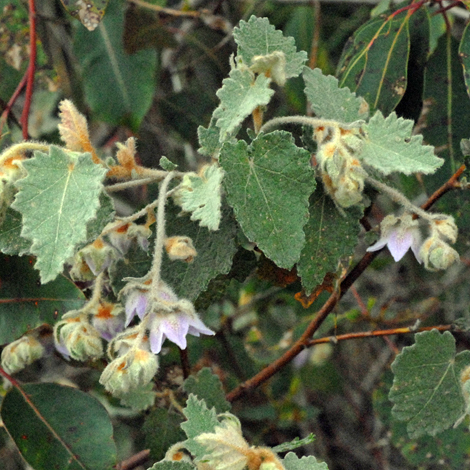 Thomasia macrocarpa whole