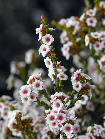 Thryptomene kochii close