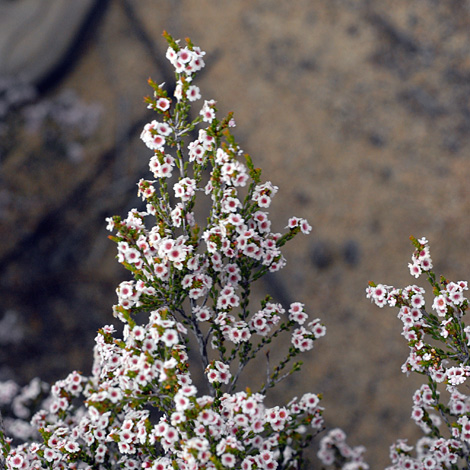 Thryptomene kochii whole