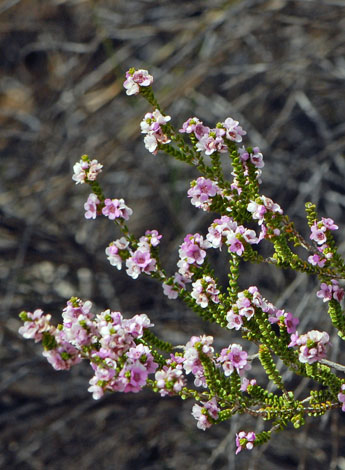 Thryptomene strongylophylla close