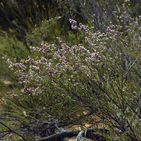 Thryptomene strongylophylla whole