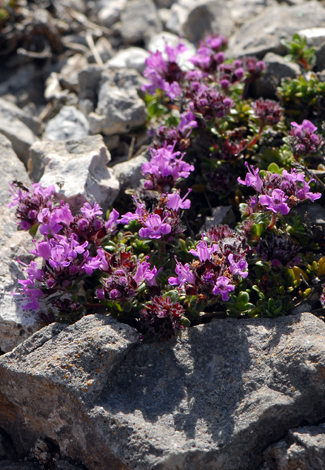 Thymus polytrichus close