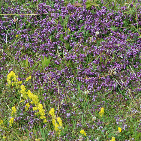 Thymus polytrichus whole