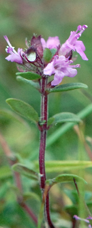 Thymus pulegioides close