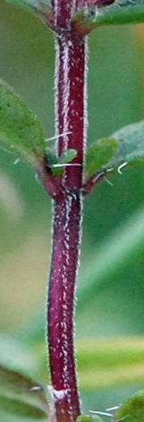 Thymus pulegioides hairs