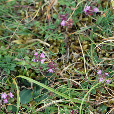 Thymus pulegioides whole