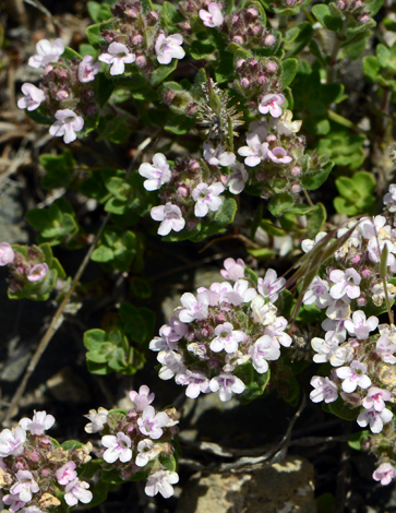 Thumus sipyleus close