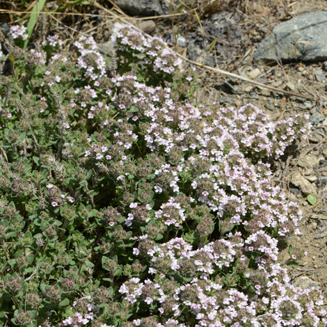 Thumus sipyleus whole