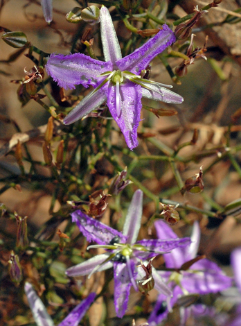 Thysanotus patersonii close