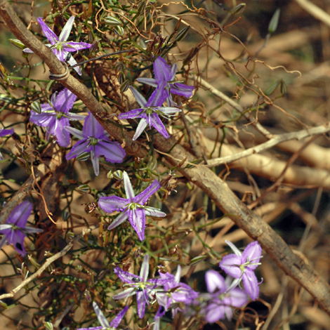 Thysanotus patersonii whole