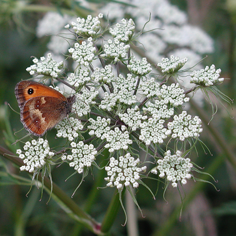 Thyselium palustre close