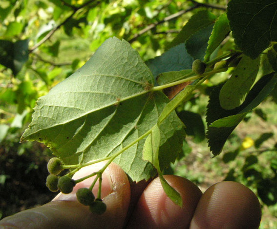 Tilia cordata