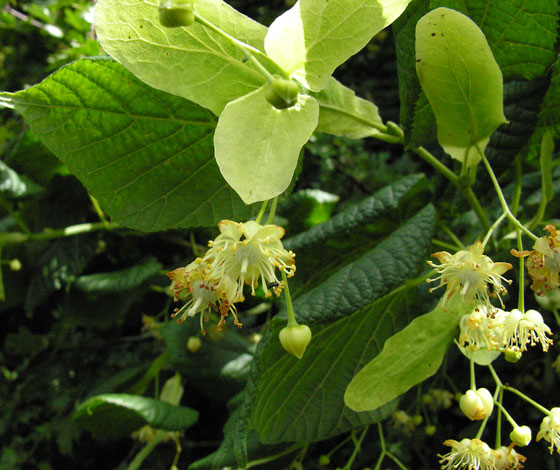 Tilia cordata