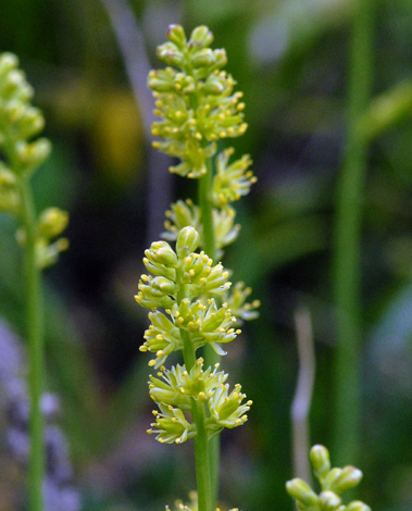 Tofieldia calyculata close