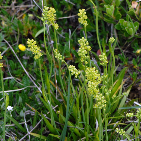 Tofieldia calyculata whole