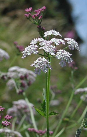 Torilis japonica close