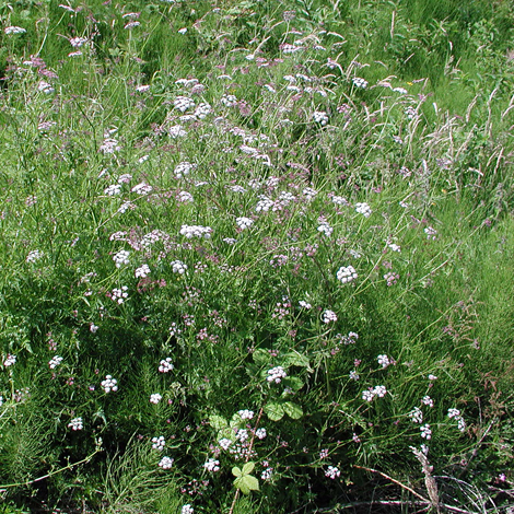 Torilis japonica whole