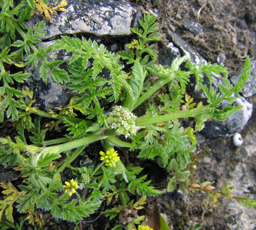 Knotted Hedge-parsley whole