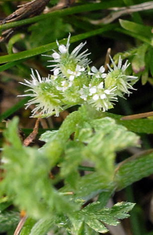 Knotted Hedge-parsley fruit