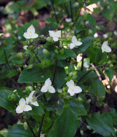 Tradescantia fluminensis