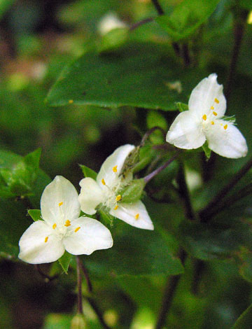 Tradescantia fluminensis close