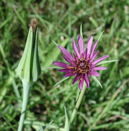 Tragopogon porrifolius