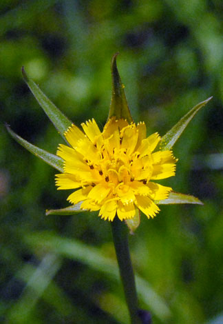 Tragopogon pratensis ssp minor flower