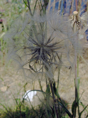 Tragopogon pratensis ssp minor fruit