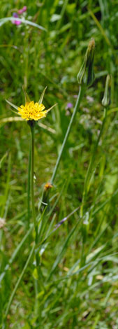 Tragopogon pratensis ssp minor whole