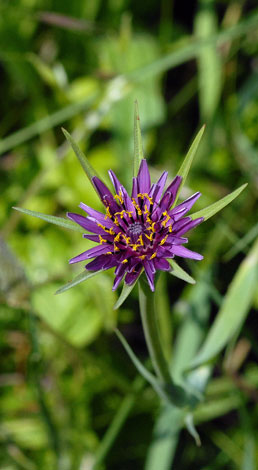 Tragopogon porrifolius