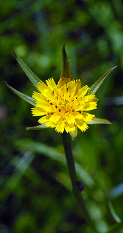 Tragopogon pratensis ssp minor