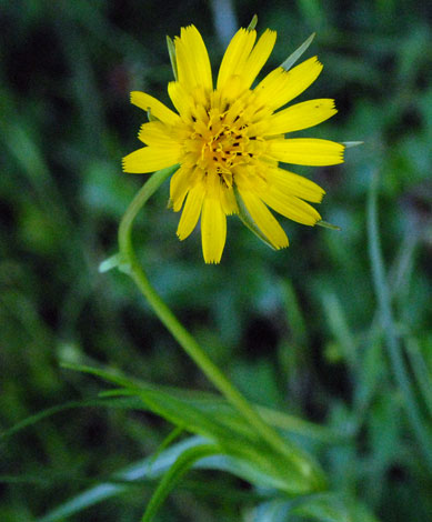 Tragopogon pratensis ssp pratensis