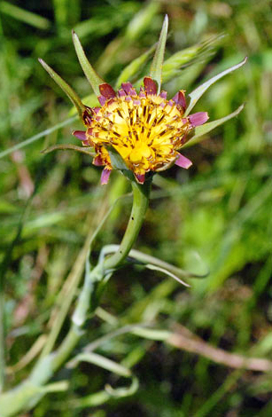 Tragopogon x mirabilis