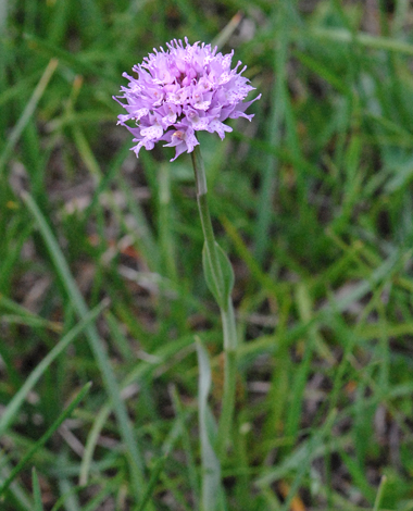 Traunsteinera globosa close