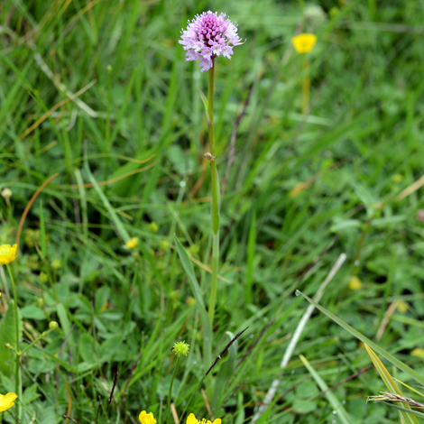 Traunsteinera globosa whole