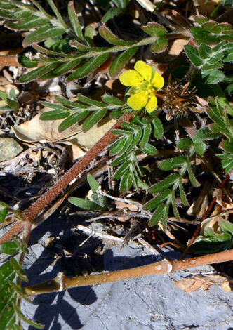 Tribulus terrestris close