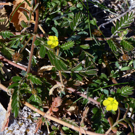 Tribulus terrestris whole