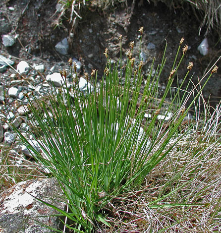 Trichophorum cespitosum ssp germanicum