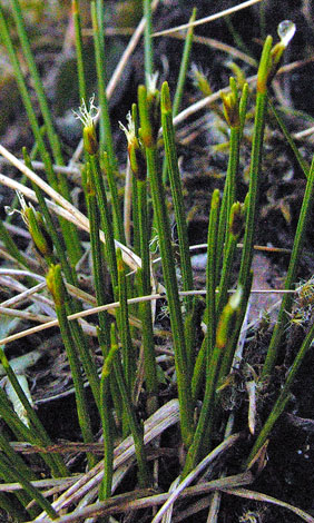 Trichophorum cespitosum ssp germanicum close