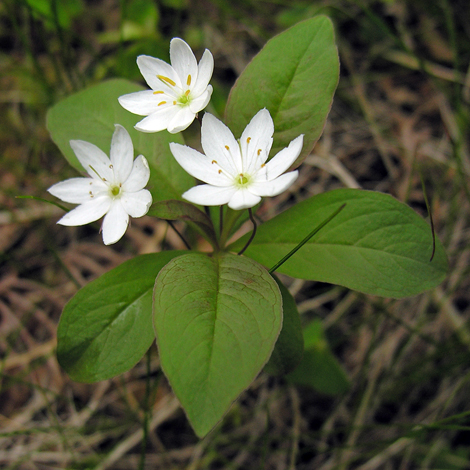 Trientalis europaea whole