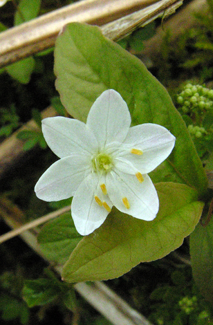 Trientalis europaea close