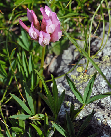 Trifolium alpinum close