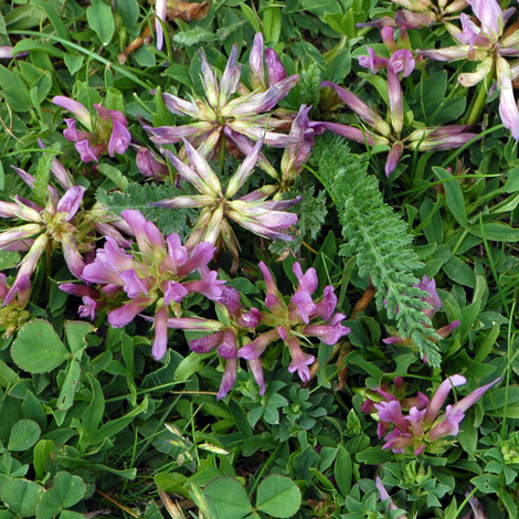 Trifolium alpinum whole