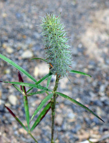 Trifolium angustifolium close