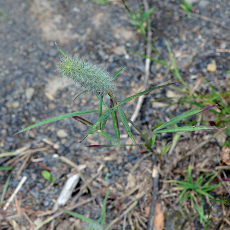 Trifolium angustifolium whole